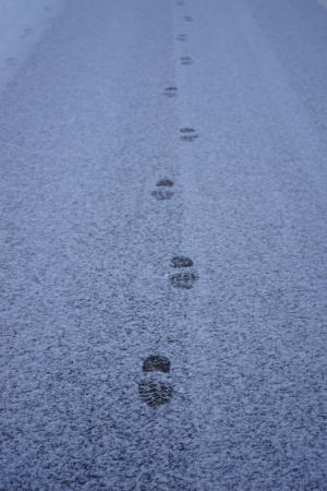 痕迹, 雪, 道路, 走了, entlange 的方式, 脚印, 转载