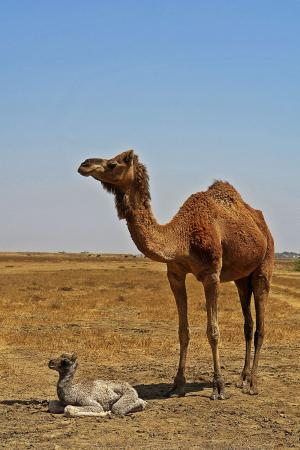 动物, 骆驼, 沙漠, 沙漠动物, 孩子, 母亲和儿童