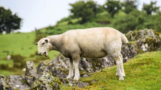苏格兰, 英格兰, 高地和岛屿, 羊, 羔羊, 岩石, 草甸