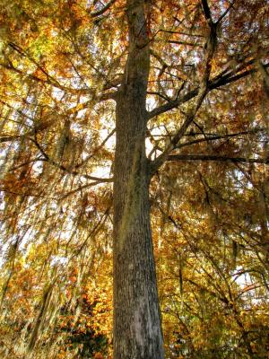 沃库拉, 佛罗里达州, 美国, 树, 秋天