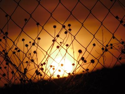 日落, 橙色, 太阳, 栅栏