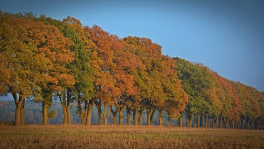 秋天, 树木, 大道, 秋天的颜色, 每年的时候, farbenpracht, 绿树成荫的大道