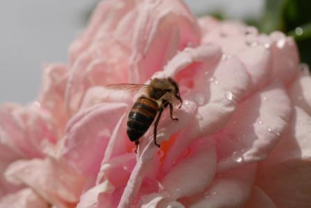 上升, 粉色, 蜜蜂, 自然, 宏观, 花, 花瓣