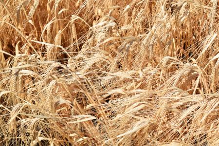 小麦, 麦片, 奠定, 农业, 成熟的, 自然, 黄色
