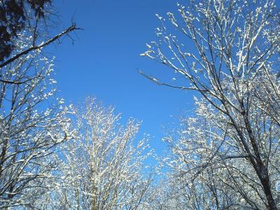 雪, 树木, 蓝蓝的天空, 冬天