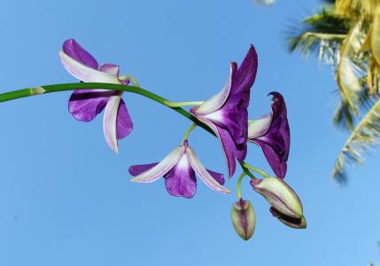 兰花, 花, 石斛, 紫色, 植物区系, 兰科植物, 印度