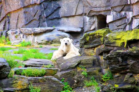 北极熊, 熊, 附文, 熊外壳, 动物园, 动物, 自然保育