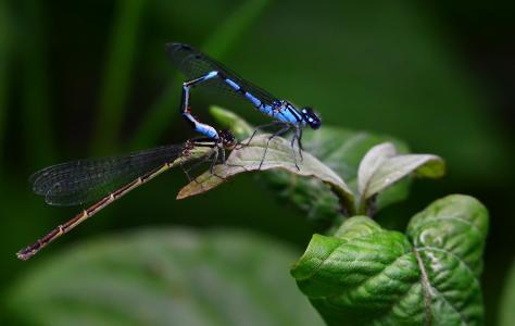 蜻蜓, 伴娘, 自然, 宏观, 蓝色