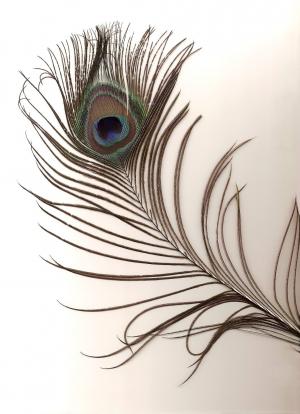 孔雀羽毛, 男性, 印度, 孔雀座 cristatus, 蓝色, 孔雀, 显示