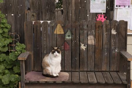 猫, 板凳, 猫科动物, 寻找, 可爱, 坐, 户外