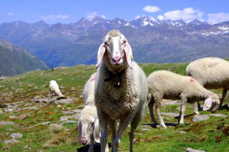 动物, 羊, 自然, 山绵羊, 山区问题首脑会议, tztal, 羊的脸