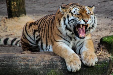 老虎, 捕食者, 动物, 牙齿, 轰鸣声, 危险, 侵略性