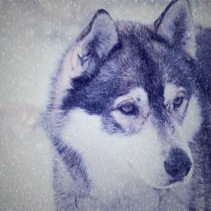 赫斯基, 狗, 脸上, 视图, 雪, 狗拉雪橇, 冬天