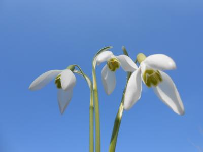 雪花莲, 春天, 白色的花, 春天的花朵, 自然, 蓝蓝的天空, 樱草