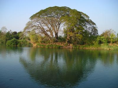 老挝, 树, 水, 反思, 镜像, 东南, 亚洲