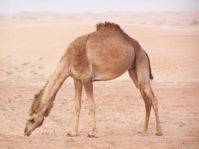骆驼, 动物, 沙漠, 运输, 迪拜