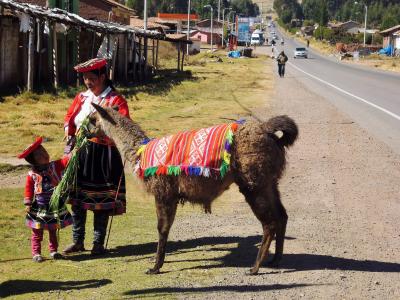 喇嘛, 秘鲁, 印加人, 羊驼, 神圣的山谷, 自然, 羊毛