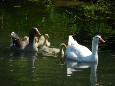鹅, 鹅家庭, 水, 游泳, 小鸡, 鸟类, 鸟
