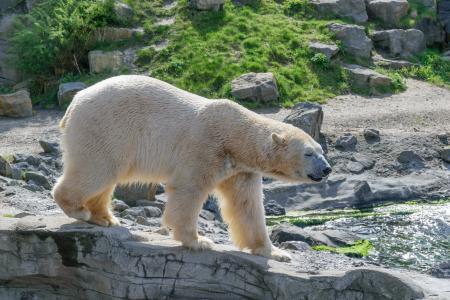 北极熊, 动物园, 白熊, 捕食者, 毛皮, 熊, 动物