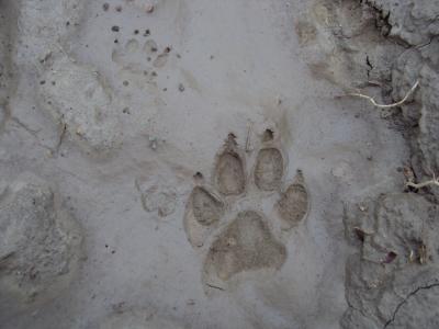 足迹, 狗, 泥浆, 表面, 背景, 自然
