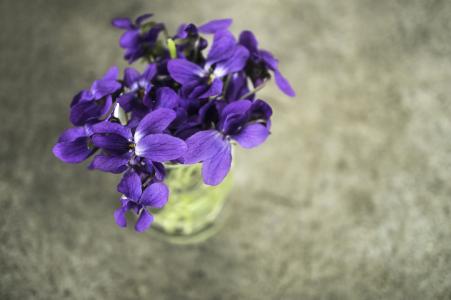 紫罗兰, 紫罗兰色, 花, 春天, 宏观, 自然, 花园