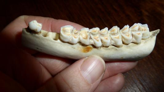 牙齿, 牙齿, 龋齿, 骨, 骨架, 动物世界, 松树