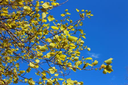 树, 春天, 叶子, 分支机构, 天空, 自然, 蓝色