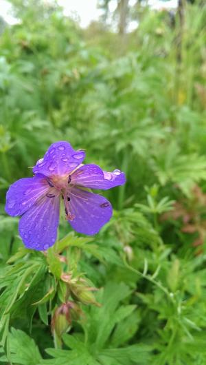 花, 雨滴, 水一滴, 湿法, 紫色, 蓝色, 开花