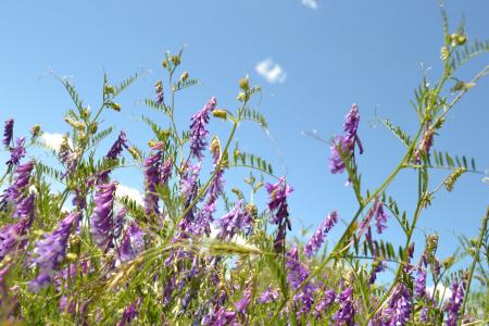 熏衣草, 花, 花, 紫色, 布什, 开花, 植物