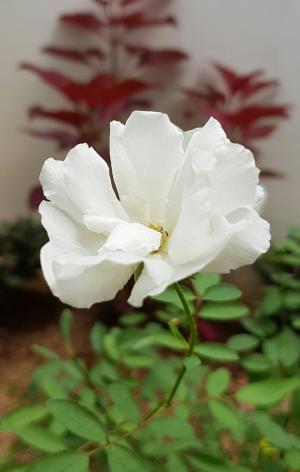 白玫瑰, 花, 白色, 自然, 植物, 开花, 花瓣