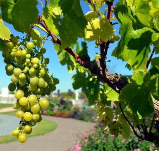 葡萄, 葡萄树, 葡萄酒, 白葡萄, 水果, 葡萄种植, 食用