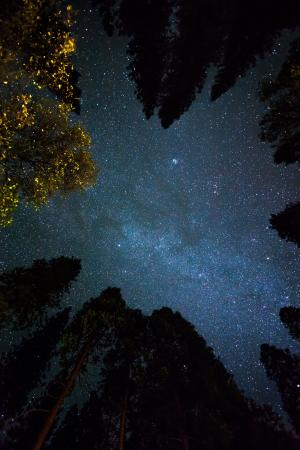 宇宙, 晚上, 天空, 星星, 树木, 明星-空间, 天文学