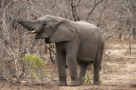 大象, 非洲, 克鲁格公园, 南非, 动物, 环境, 森林