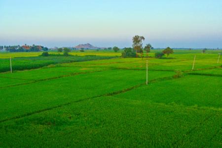 稻田, 水稻栽培, 拉平原, raichur, 卡纳塔克, 印度