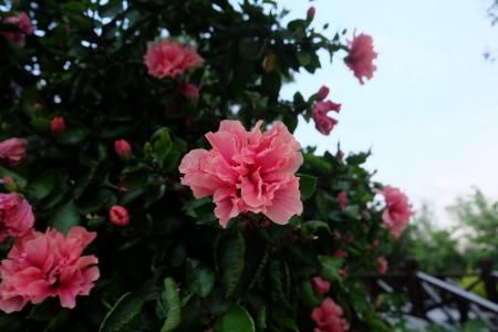 花, 杜鹃, 粉色