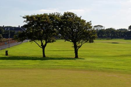 高尔夫, 课程, 景观, 树木, 草, 风光, 绿色
