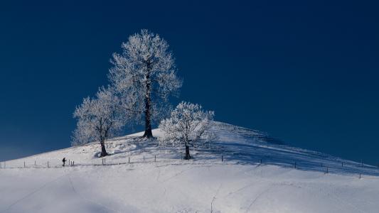格罗夫的树, 寒冷, 小山, 人类, 感冒, 大雪封门, 雪