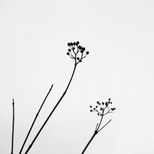 自然, 植物, 简约, 黑色白色, 沉默, 安静, 对比