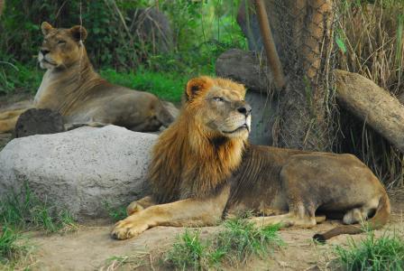狮子, 瑞安, 动物的国王, 在野外的动物, 狮子-猫科动物, 母狮, 野生动物