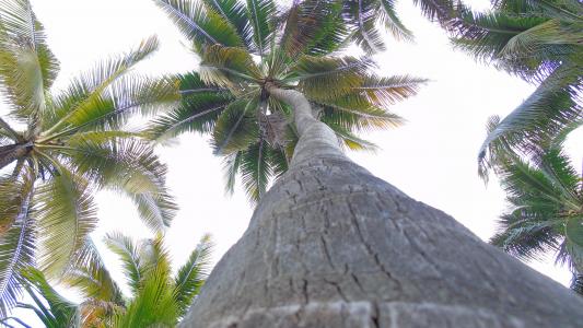 棕榈树, 树, 自然