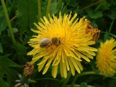 蜜蜂, 花, 蒲公英, 花粉