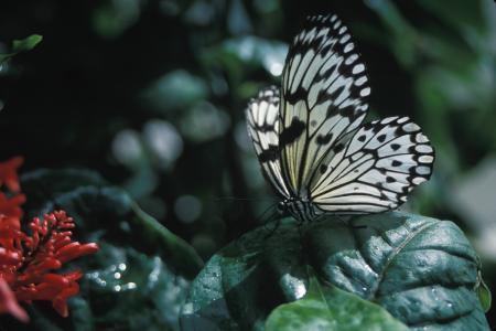 宣纸蝴蝶, 昆虫, 宏观, 自然, 户外, 多彩, 脆弱