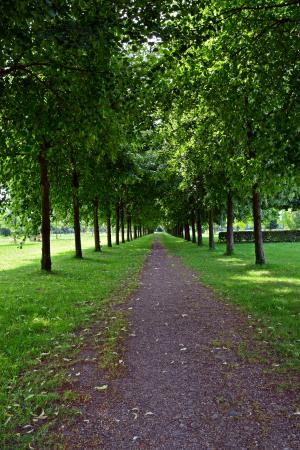 公园, 大道, 步行, 树木, 绿树成荫的大道, 绿色