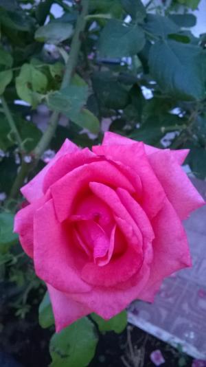 花, 罗莎, 红玫瑰, 春天, 花园