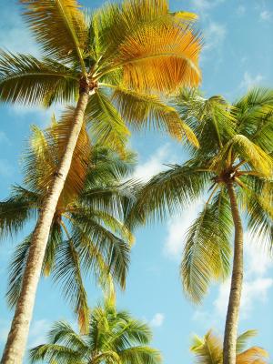 棕榈树, 瓜德罗普岛, 海滩, 蓝蓝的天空, 加勒比海, 椰子, 绿色