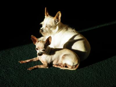 狗, 宠物, 白色, 在一起, 阳光明媚, 日光浴, 动物