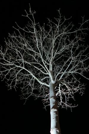 树, 晚上, 黑暗, 审美, 黑暗