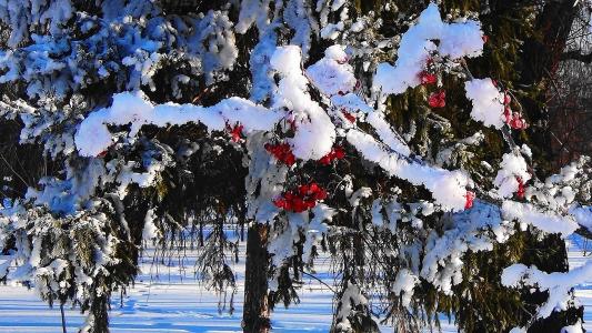 冬天, 罗文, 森林, 自然, 雪, 群集, 分公司