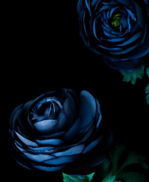 两个, 蓝色, 玫瑰, 黑暗, 花, 花瓣, 绿色