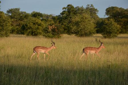 黑斑羚, 南非, 草原, 自然, 国家公园